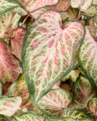 Caladium Candyland