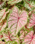 Caladium Carousel