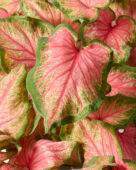 Caladium Chinook