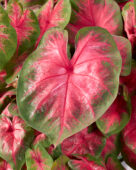 Caladium Classic Pink