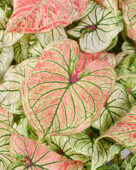 Caladium Debutante