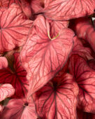 Caladium Desert Sunset