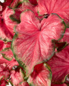 Caladium Flare