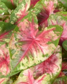 Caladium Flatter Me