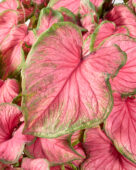 Caladium Florida Sweetheart