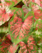 Caladium Freckles