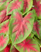 Caladium Freida Hemple