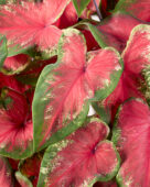 Caladium Hearts Delight