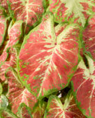 Caladium Just Sausy