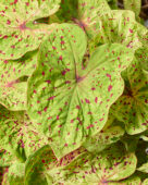 Caladium Miss Muffet