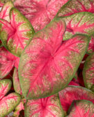 Caladium Party Punch