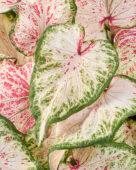 Caladium Peppermint