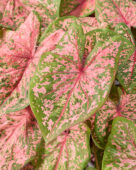 Caladium Pink Beauty