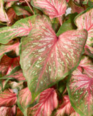 Caladium Pink Gem