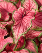 Caladium Puppy Love