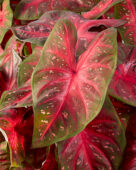 Caladium Red Flash