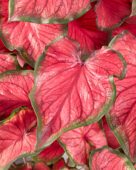 Caladium Red Glamour