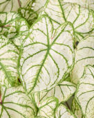 Caladium Snow Drift