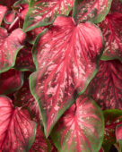 Caladium Scarlet Flame