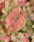 Caladium Splash of Wine