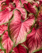 Caladium Sweetheart