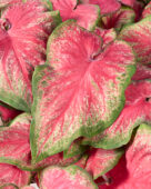 Caladium Tickle Me Pink