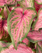 Caladium Va Va Violet