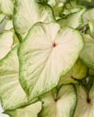 Caladium White Delight