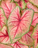 Caladium White Queen