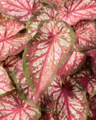 Caladium Xplosion