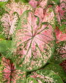 Caladium Pink Splash