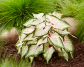 Caladium White Wonder