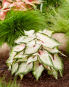 Caladium White Wonder