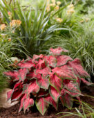 Caladium Scarlet Flame