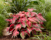 Caladium Scarlet Flame