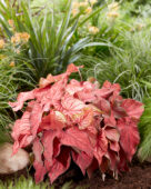 Caladium Desert Sunset