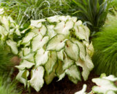 Caladium White Delight