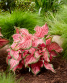 Caladium Puppy Love