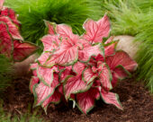 Caladium Puppy Love