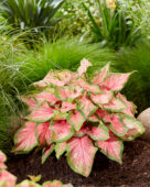 Caladium Chinook