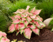 Caladium Chinook