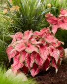 Caladium Sweetheart