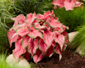 Caladium Sweetheart