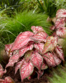 Caladium Xplosion