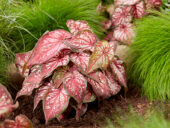 Caladium Xplosion