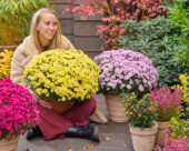 Lady with garden mums, Chrysanthemum Branpetit
Lemon, Light Pink, Cherry