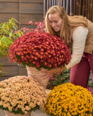 Lady with garden mums, Chrysanthemum Branpetit
Gold, Brown, Apricot