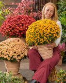 Lady with garden mums, Chrysanthemum Branpetit
Gold, Brown, Apricot