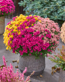 Chrysanthemum Branpetit Tricolor
Cherry, Apricot, Yellow, Tricolor