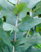 Eucalyptus potlood